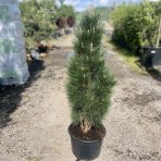 Borovica čierna (Pinus nigra) ´GREEN TOWER´ - výška 120-140 cm, kont. C35L
